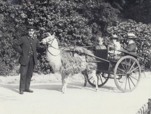 Trois visiteurs dont un jeune garçon, dans une charrette tirée par un lama avec un gardien, Zoo de Londres, mai 1914